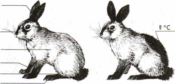 Шерсть гималайских кроликов. Модификационная изменчивость кролик. Гималайский кролик модификационная изменчивость. Изменение окраски шерсти у горностаевого кролика. Фенотипическая изменчивость кролика.